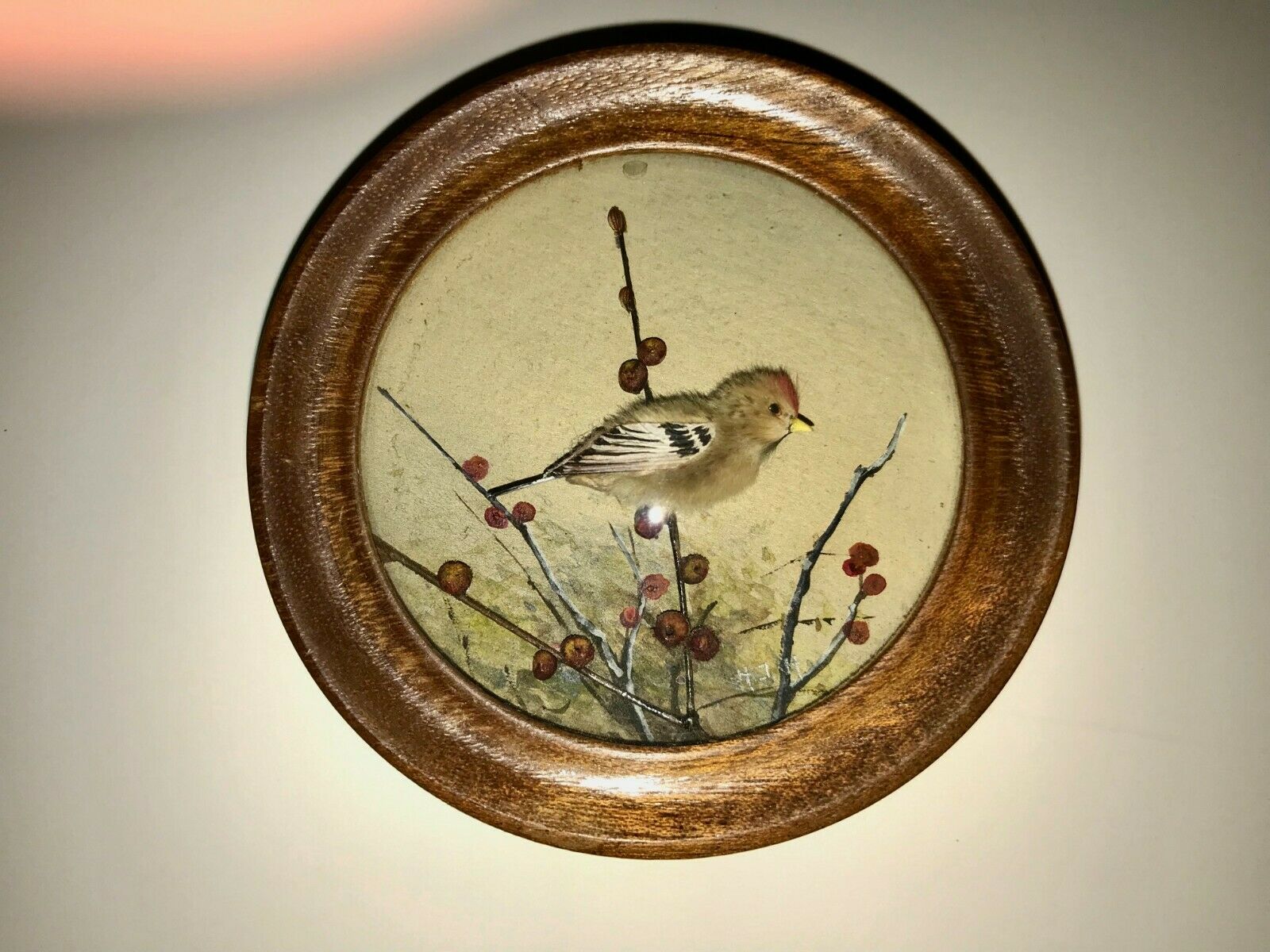 Hoary Redpoll